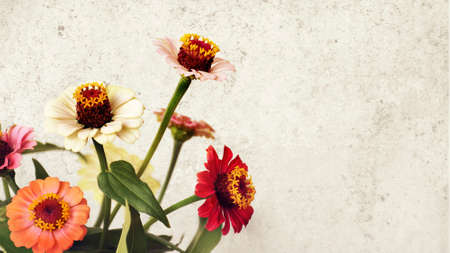 Zinnia flowers on grunge background with copy spaceの写真素材