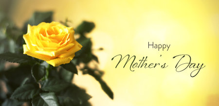 Happy Mothers Day card with a single yellow roseの写真素材