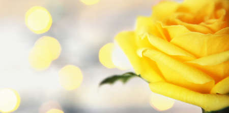 Mothers Day card with single yellow rose and copy spaceの写真素材