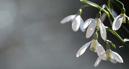 Snowdrops illustration on blurred background with copy spaceの写真素材