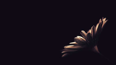 Sympathy card with African daisy flower on black background with copy spaceの写真素材