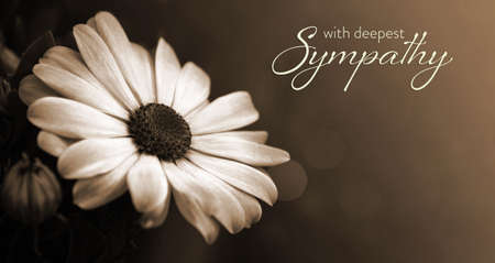 Sympathy card with African daisy in sepia tonesの写真素材