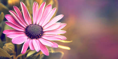 Mothers Day card with African daisy flower and copy spaceの写真素材