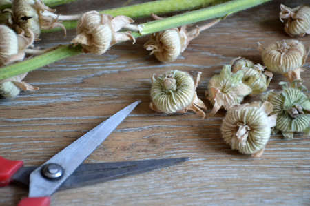 Dried hollyhock seed pods. Seed harvestingの写真素材