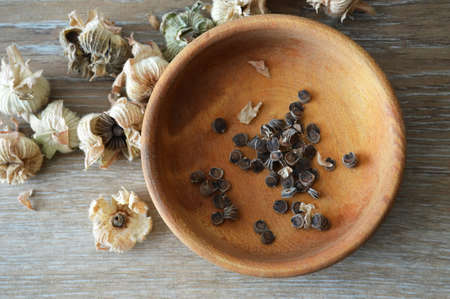 Collecting hollyhock flower seeds from dried seed pods. Top view of hollyhock seeds in wooden bowlの写真素材