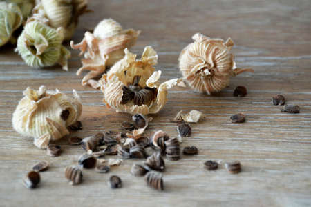Collecting hollyhock flower seeds from dried seed podsの写真素材