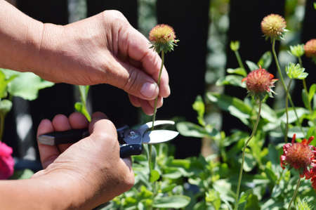 Harvesting gillardia flower seeds. Man cutting gillardia seed heads in the garden