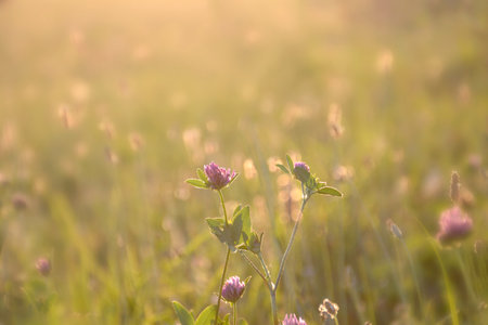 Red clover flowers in the summer meadowの写真素材