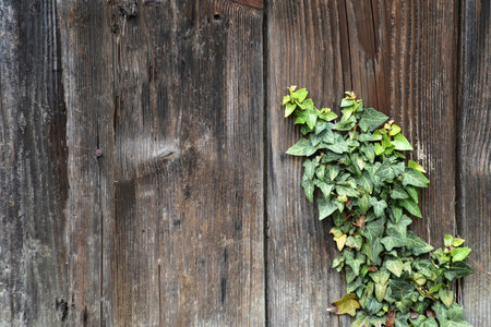Ivy plant climbing on old wooden background with copy spaceの写真素材