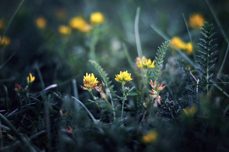 Beautiful atmospheric image of yellow wildflowers in the field.  Common kidneyvetch - anthyllis vulneraria, ladies fingersの写真素材
