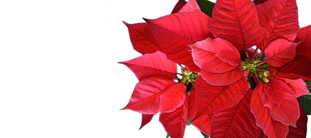 Christmas card with poinsettia flower isolated on white backgroundの写真素材
