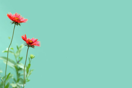 Mothers Day floral greeting card concept with copy space. Red gaillardia flowers isolated on green background.の写真素材