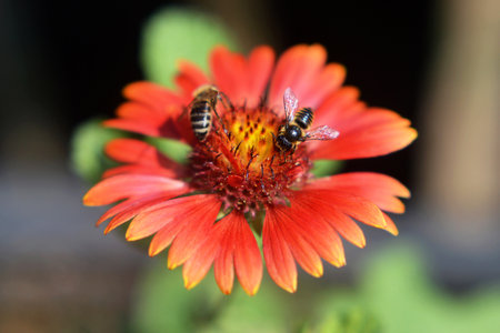 Bees on the flower in the summer garden. Nature concept.