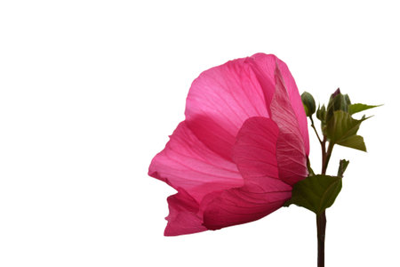 <p>Pink hibiscus moscheutos flower isolated on white background with copy space. Hardy iybiscus (rose mallow) close up.</p>の写真素材