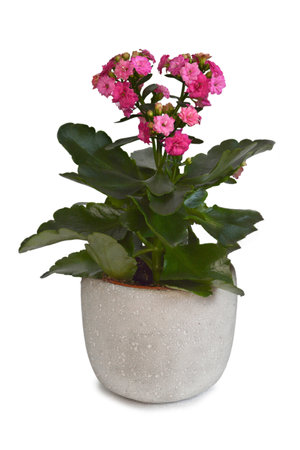 Pink Kalanchoe Blossfeldiana plant in pot isolated on white backgroundの写真素材