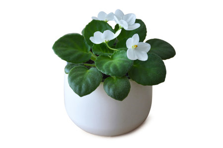 White African violet in pot isolated on white backgroundの写真素材