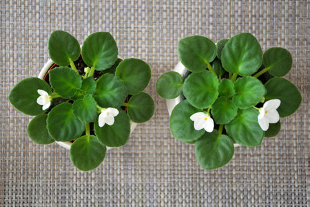 Top view of white African violet plants in pots. Potted houseplants on the tableの写真素材