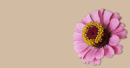 Mother's Day card with pink zinnia flower on beige background. Mother's Day floral background with copy space.の写真素材