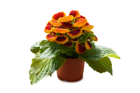 Potted Calceolaria plant isolated on white backgroundの写真素材