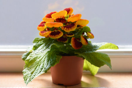 Potted Calceolaria plant on the window. Close up of slipper flower.の写真素材