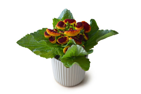 Potted Calceolaria plant isolated on white backgroundの写真素材