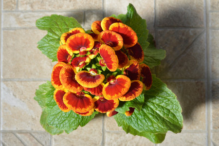 Top view of Calceolaria plantの写真素材
