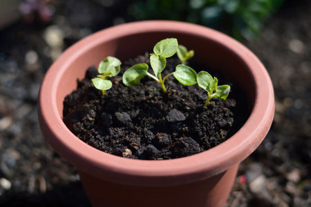 Growing hibiscus from seeds. Hibiscus moscheutos seedlings growing in flower potの写真素材