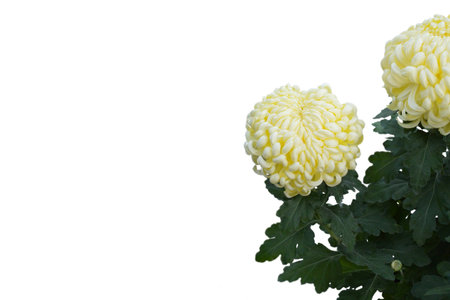 Giant yellow Chrysanthemums or Mum flowers isolated on white background with copy spaceの写真素材