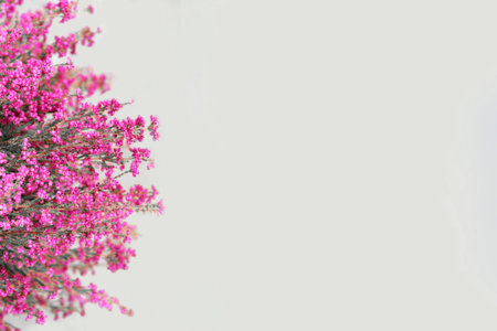 Erica flowers background with copy space