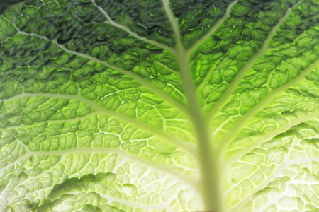 Macro image of raw savoy cabbage leaf texture. Green savoy cabbage leaf background.