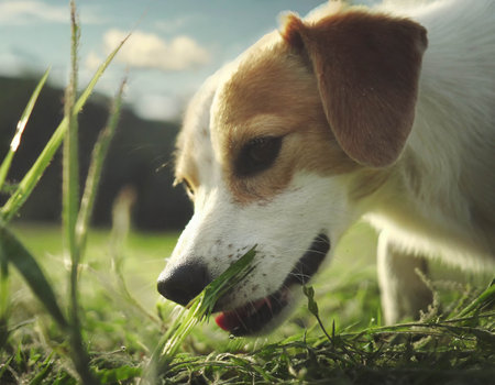 Dog eating grass in the field, close upの素材