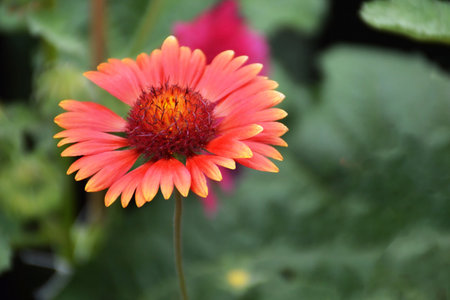Red blanket flower (Gaillardia burgundy) flowering in the summer gardenの写真素材
