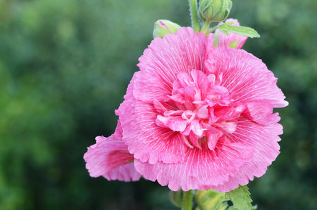 Hollyhock flower in the garden, close upの写真素材
