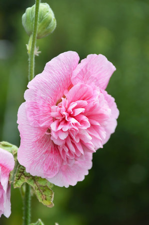 Hollyhock flower in the gardenの写真素材
