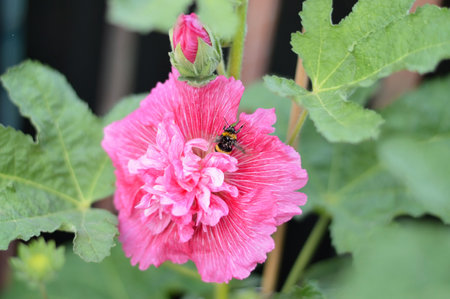 Bee and pink hollyhock flowerの写真素材