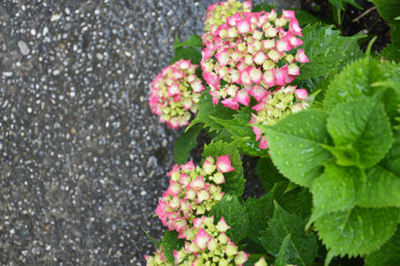 Pink hydrangea flowers, top viewの写真素材