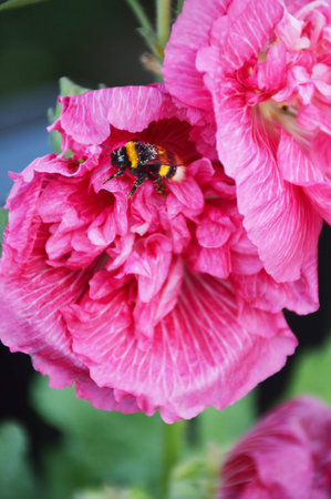 Bee and hollyhock flower, spring summer seasonの写真素材