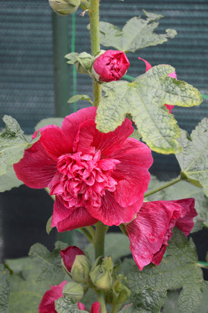 Hollyhock flower in the garden, close upの写真素材