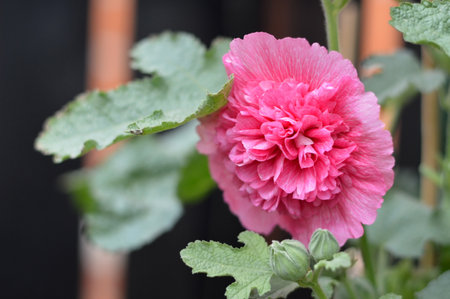 Hollyhock flower in the garden, close upの写真素材