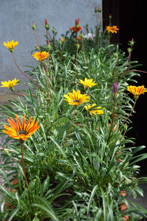 Gazania flowers growing in flower potの写真素材