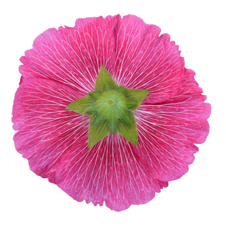 Hollyhock flower isolated on white background, back viewの写真素材