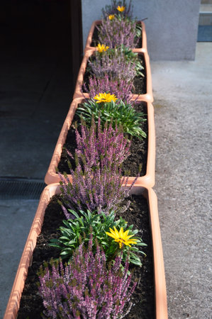 Heather and gazania flowers in flowerpotの写真素材