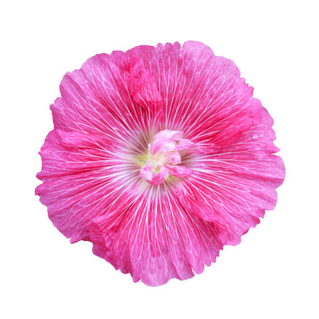 Hollyhock flower isolated on white background, close upの写真素材