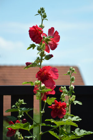 Red hollyhock flower in the gardenの写真素材