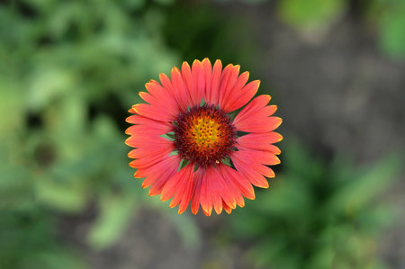 Gaillardia burgundy flower, macro image, top viewの写真素材