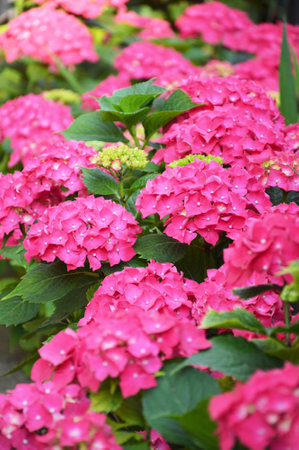 Pink hydrangea or hortensia flower close upの写真素材