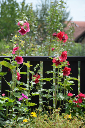 Hollyhock flowers in the garden, close upの写真素材