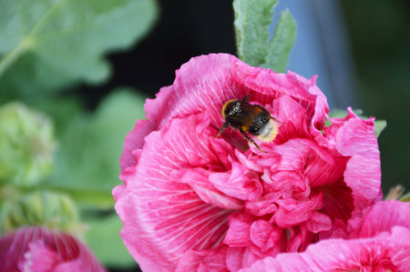 Bee on hollyhock flower, spring summer seasonの写真素材