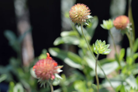 Gaillardia flower seed heads in garden, close upの写真素材