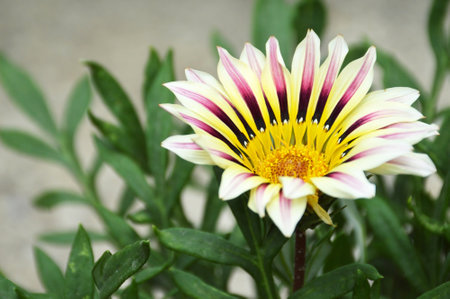 Gazania flower in summer garden (Treasure flower, African daisy)の写真素材